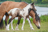 HOR 01 MB0294 01
Gypsy Vanner Mare And Foal Grazing In Field By Lake