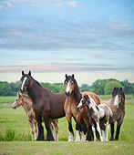HOR 01 MB0296 01
Gypsy Vanner Mares And Foals Standing In Field