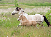 HOR 01 MB0298 01
Gypsy Vanner Mare And Foal Trotting Through Field