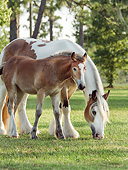 HOR 01 MB0299 01
Gypsy Vanner Mare And Foal Grazing In Field