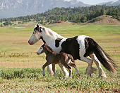 HOR 01 MB0301 01
Gypsy Vanner Mare And Foal Trotting In Pasture With Mountains In Background
