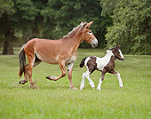 HOR 01 MB0302 01
Mule Mare And Gypsy Vanner Foal Trotting Through Field