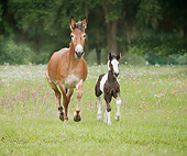 HOR 01 MB0303 01
Mule Mare And Gypsy Vanner Foal Trotting Through Field With Wildflowers