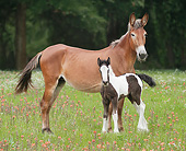 HOR 01 MB0304 01
Mule Mare And Gypsy Vanner Foal Standing In Field With Wildflowers