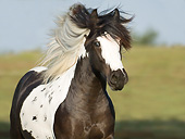 HOR 01 MB0305 01
Close-Up Of Gypsy Vanner Yearling Galloping Through Pasture