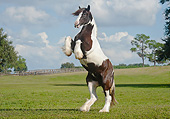 HOR 01 MB0306 01
Gypsy Vanner Rearing In Pasture