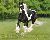 HOR 01 MB0307 01
Gypsy Vanner Stallion Galloping Through Field