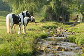 HOR 01 MB0309 01
Gypsy Vanner Horses Grazing By Shallow Stream