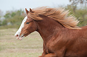 HOR 01 MB0310 01
Close-Up Of Gypsy Vanner Filly Galloping Through Field