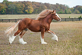 HOR 01 MB0311 01
Gypsy Vanner Filly Galloping Through Pasture