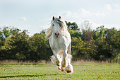 HOR 01 MB0313 01
Gypsy Vanner Stallion Galloping Through Field