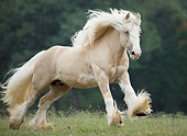HOR 01 MB0314 01
Gypsy Vanner Stallion Galloping Through Field