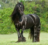 HOR 01 MB0318 01
Gypsy Vanner Stallion Standing In Field
