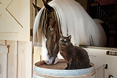 HOR 01 MB0320 01
Gypsy Vanner And Black Cat In Stable