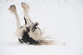 HOR 01 MB0321 01
Gypsy Vanner Horse Rolling In Fresh Snow