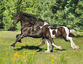 HOR 01 MB0327 01
Friesian Horse Mare And Drum Horse Cross Foal Galloping Through Meadow