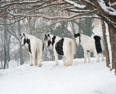 HOR 01 MB0329 01
Three Gypsy Vanner Horses Standing In Snow Storm