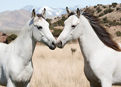HOR 01 MB0330 01
Close-Up Of Two Tennessee Walking Horses Standing Nose To Nose