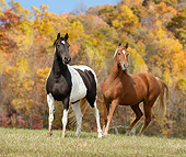 HOR 01 MB0331 01
Tennessee Walking Horse And Paint Horse Standing In Autumn Field
