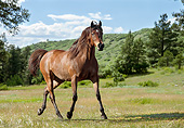 HOR 01 MB0332 01
Arabian Mare Trotting Through Field