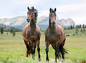 HOR 01 MB0333 01
Two Hanoverian Warmblood Horses Standing In Meadow By Mountains