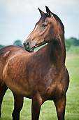 HOR 01 MB0334 01
Portrait Of Hanoverian Warmblood Horse Standing In Field