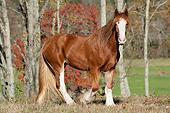 HOR 01 MB0335 01
Shire Draft Horse Mare Walking In Autumn Meadow