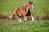 HOR 01 MB0336 01
Shire Draft Horse Mare Galloping Through Pasture
