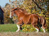 HOR 01 MB0337 01
Shire Draft Horse Mare Galloping Through Pasture