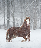 HOR 01 MB0338 01
Shire Draft Horse Mare Standing In Snow Storm