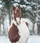 HOR 01 MB0339 01
Portrait Of Pinto Gelding Standing In Snow Storm