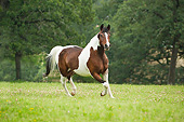 HOR 01 MB0343 01
National Show Horse-Pinto Cross Mare Cantering Through Meadow