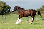 HOR 01 MB0344 01
Clydesdale Draft Horse Mare Cantering Through Pasture