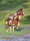 HOR 01 MB0345 01
Paint Horse Mare And Hanoveran Cross Foal Standing In Wildflowers