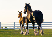 HOR 01 MB0346 01
Shire Draft Horse Mare And Sorrel Foal Trotting Through Pasture