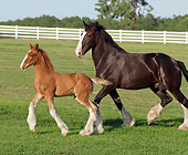 HOR 01 MB0347 01
Shire Draft Horse Mare And Sorrel Foal Trotting Through Pasture
