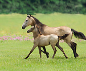 HOR 01 MB0349 01
Paso Fino Mare And Foal Cantering Through Meadow
