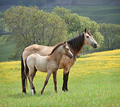 HOR 01 MB0350 01
Paso Fino Mare And Foal Standing In Meadow