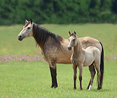 HOR 01 MB0351 01
Paso Fino Mare And Foal Standing In Meadow
