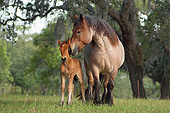 HOR 01 MB0352 01
Ardennes Mare Nuzzling Foal In Meadow