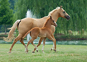 HOR 01 MB0354 01
Palomino Mare And Foal Cantering Through Grass By Fountain