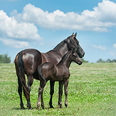 HOR 01 MB0356 01
Hanoverian Warmblood Mare And Foal Standing In Meadow
