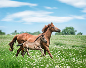 HOR 01 MB0357 01
Hanoverian Warmblood Mare And Foal Running Through Meadow And Wildflowers