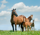 HOR 01 MB0358 01
Hanoverian Warmblood Mares And Foals Standing In Meadow