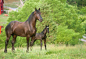 HOR 01 MB0359 01
Percheron Draft Horse Mare And Newborn Foal Standing In Pasture