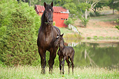 HOR 01 MB0360 01
Percheron Draft Horse Mare And Newborn Foal Eating By Pond In Pasture