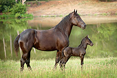 HOR 01 MB0361 01
Percheron Draft Horse Mare And Newborn Foal Standing By Pond In Pasture