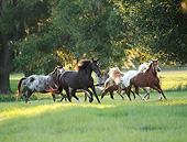HOR 01 MB0363 01
Herd Of Appalossa Horses Galloping Through Field