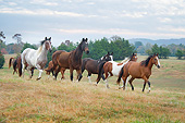 HOR 01 MB0368 01
Herd Of Horses Racing Across Prairie