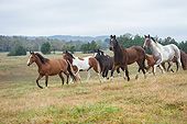 HOR 01 MB0369 01
Herd Of Horses Racing Across Prairie